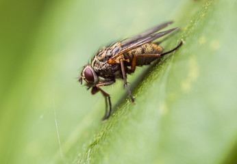 Macro Fly