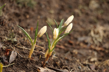 crocus