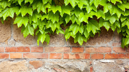 Fototapety  Stary ceglany mur z zielonym bluszczem