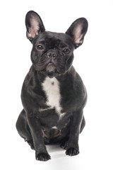 Cute black and white French bulldog isolated on a white background