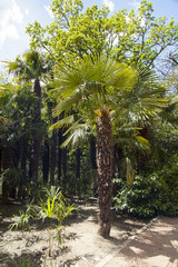 Obraz premium Palm trees and cypresses