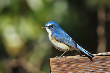 ルリビタキの雄