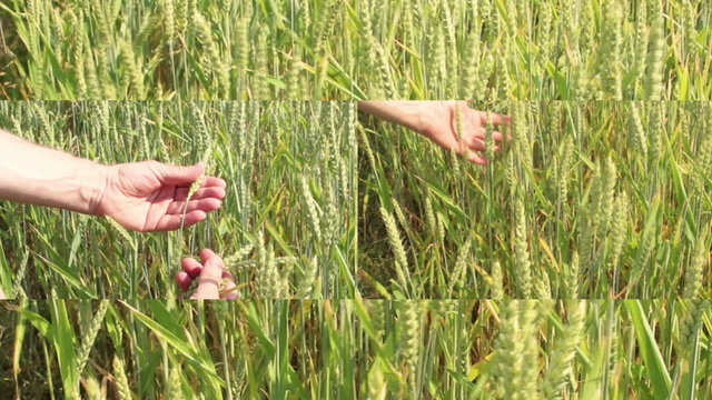 Bauer pr&uuml;ft Getreide, Film im Film