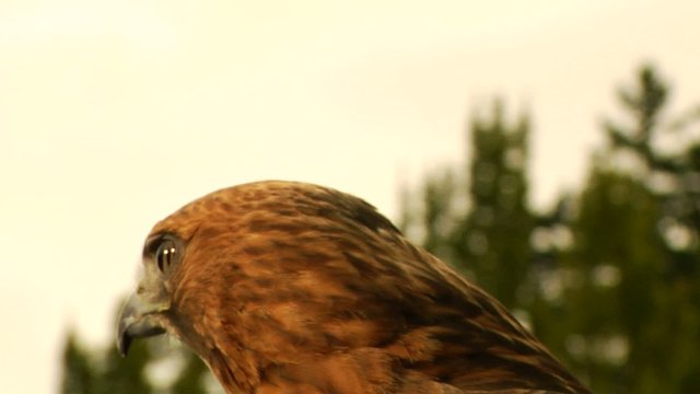 Eagle/Hawk stares at a distance