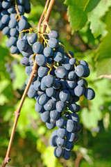 Fototapeta premium Blue ripe grape on a branch.