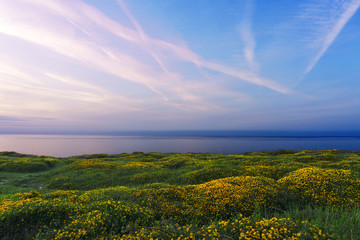 Fototapeta na wymiar Mimosa's field near sea