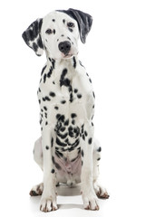 Sitting dalmatian dog isolated on a white background - obrazy, fototapety, plakaty