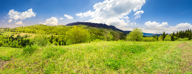 Naklejka premium meadow near forest in mountains