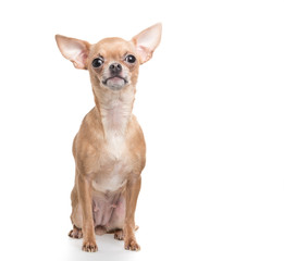 Sitting funny looking chihuahua dog at a white background