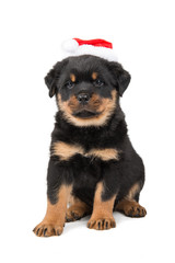Cute rottweiler puppy wearing Santa Hat isolated on a white background
