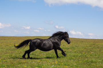 Ritratto di un cavallo nero al galoppo