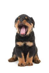 Cute rottweiler puppy yawning isolated on a white background