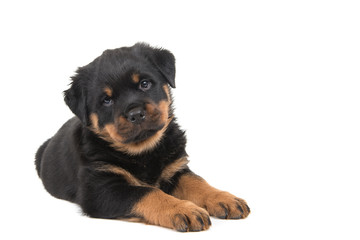 Cute rottweiler puppy lying down and looking in the camera isolated on a white background