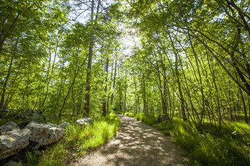 Fototapeta na wymiar Path in beautiful green forest in summer