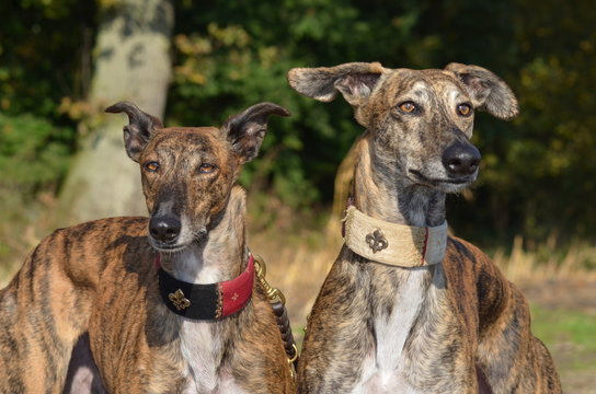 zwei Galgos