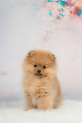 Cute small pomeranian puppy dog sitting in front of a romantic background