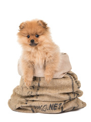 Cute pomeranian puppy dog hanging out of a bag at a white background