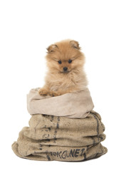 Cute pomerenian pupyy dog in a bag at a isolated background