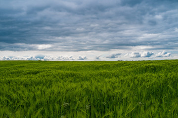 Obraz premium Wheat field
