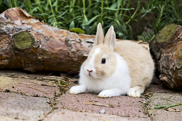 Kaninchen im Garten