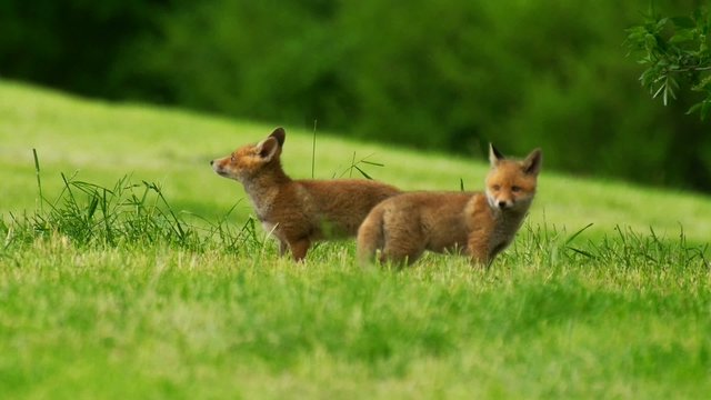 Jungf&uuml;chse am Fuchsbau