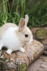 Kaninchen im Garten