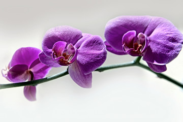 Fototapeta na wymiar Purple orchid - phalaenopsis