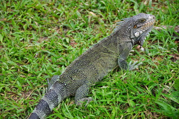 Iguane