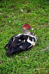 Canard de barbarie