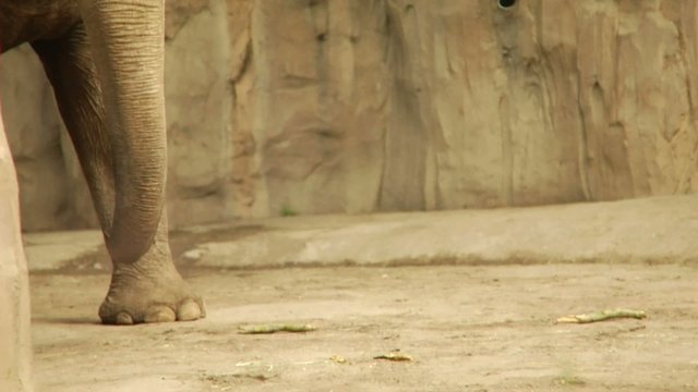 Elephant chewing mindlessly