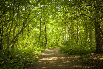 Fototapeta premium Path in beautiful green forest in summer