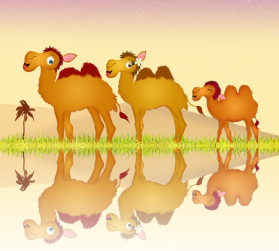 camels family
