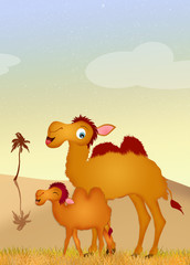 Fototapeta premium camel and baby camel