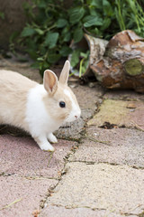 Kaninchen im Garten