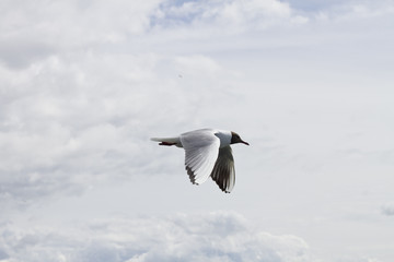 Seagull in the Cloudy Sky