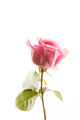 Fototapeta premium beautiful rose