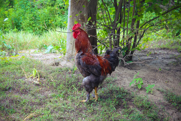 Mighty rooster gracefully walks through his territory.
