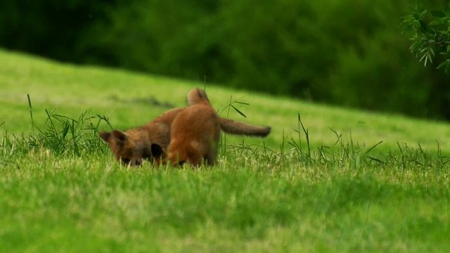 Jungf&uuml;chse am Fuchsbau