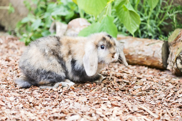 Fototapeta premium Kaninchen im Garten