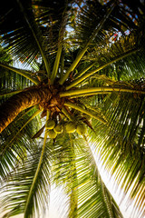 Palm med kokosnötter.