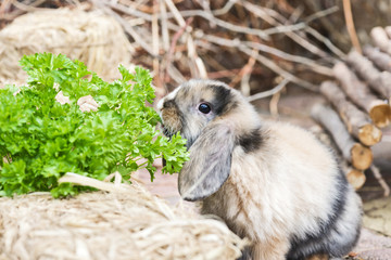 Fototapeta premium Kaninchen im Garten