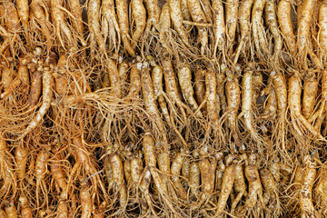 crowd of real ginseng