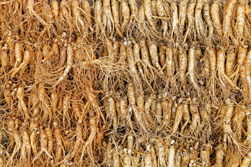 crowd of real ginseng