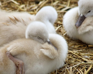 Obraz premium Adorable 5 day old baby Mute swans nestled together 