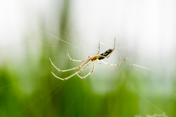 A spider is waiting for a prey in a web between the reeds close to the river Dnieper in Ukraine
