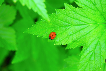 ladybug on leaf of currant