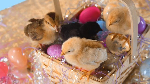 Medium shot of little chicks in Easter basket filled with eggs