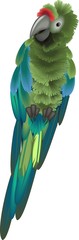 Sitting green macaw parrot