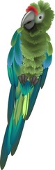 Fototapeta premium Sitting green macaw parrot
