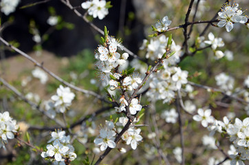 cherry white blossom on the branches of tree